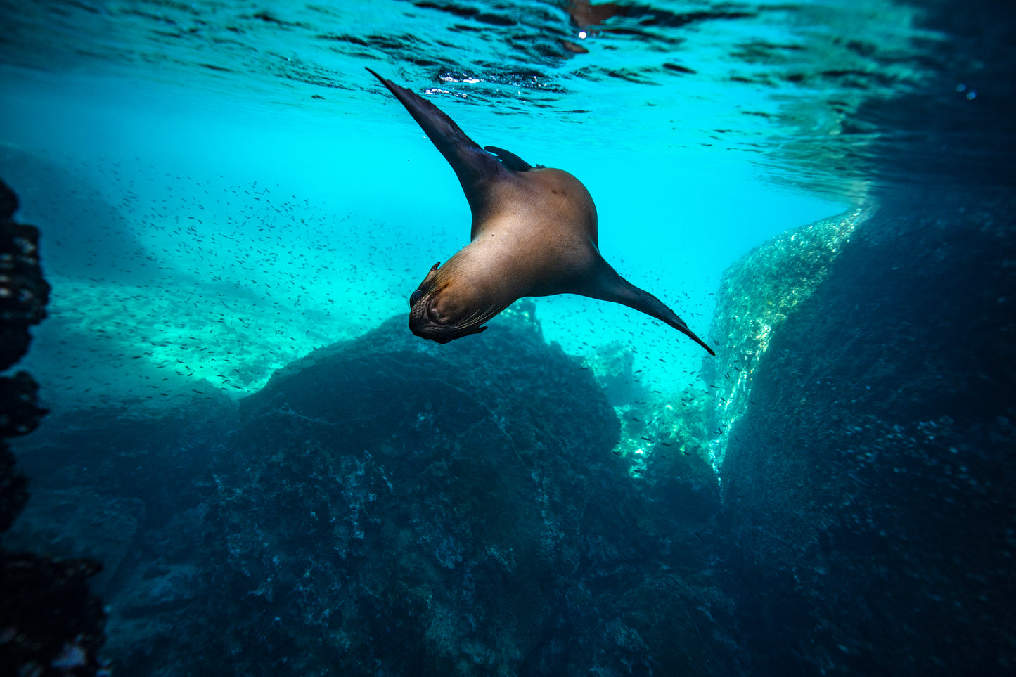 Galápagos: Nature & Luxury 2 (4 Noches)