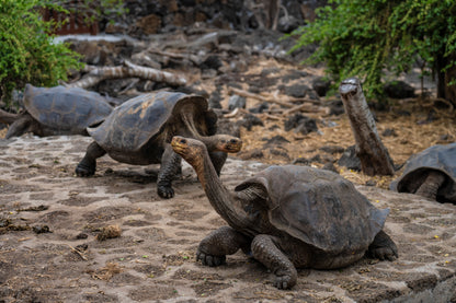 Galápagos: Nature & Luxury 4 (6 Noches)