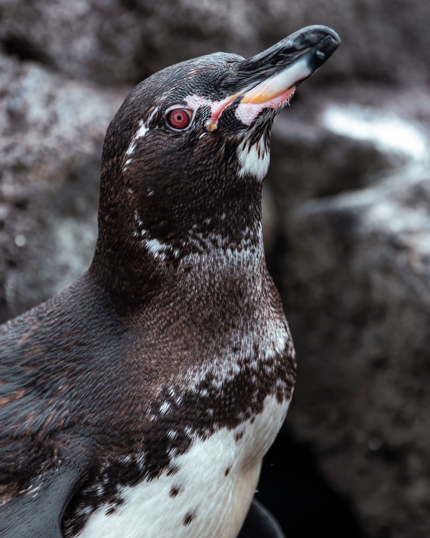 Galápagos: Nature & Luxury 2 (4 Noches)