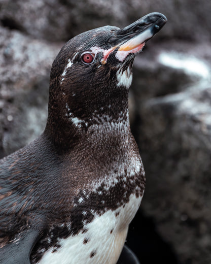 Galápagos: Nature & Luxury 5 (7 Noches)