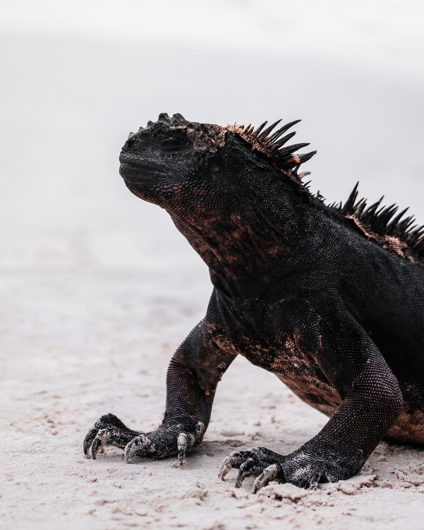 Galápagos: Nature & Luxury 5 (7 Noches)