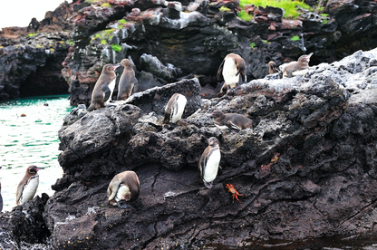 Galápagos: Nature & Luxury 3 (5 Noches)