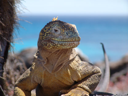 Galápagos: Nature & Luxury 4 (6 Noches)