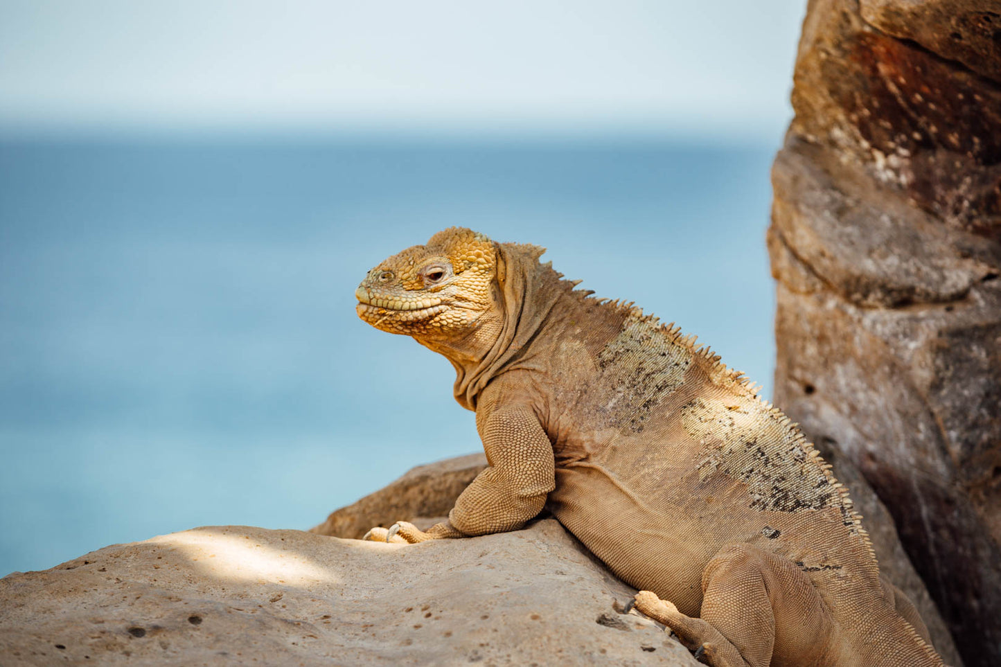 Galápagos: Nature & Luxury 4 (6 Noches)
