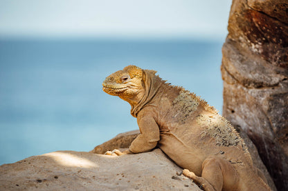 Galápagos: Nature & Luxury 4 (6 Noches)