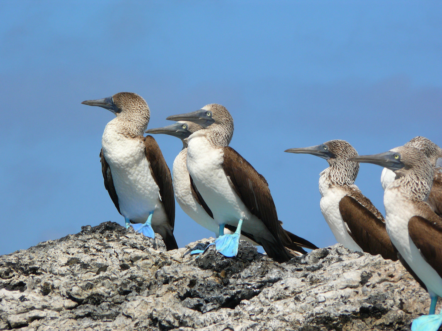 Galápagos: Nature & Luxury 4 (6 Noches)