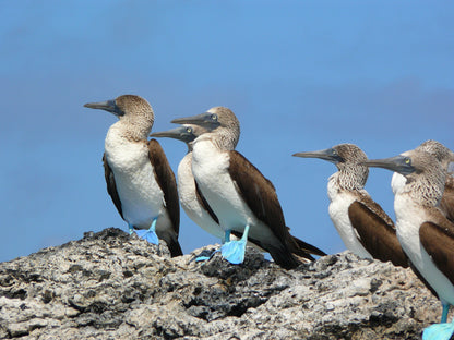 Galápagos: Nature & Luxury 4 (6 Noches)