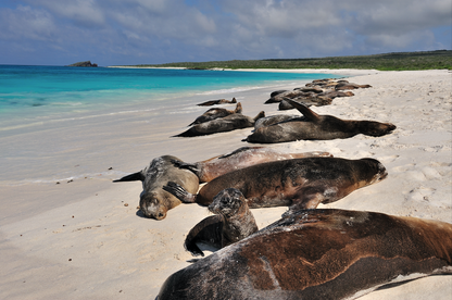 Galápagos: Nature & Luxury 5 (7 Noches)