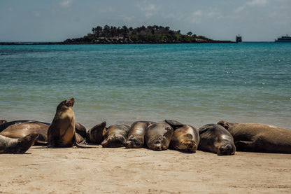 Galápagos: Nature & Luxury 4 (6 Noches)