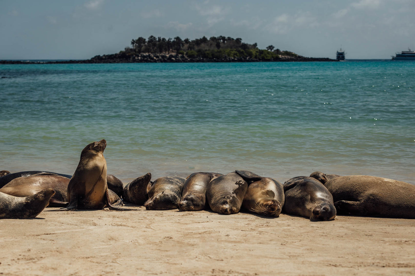 Galápagos: Nature & Luxury 5 (7 Noches)
