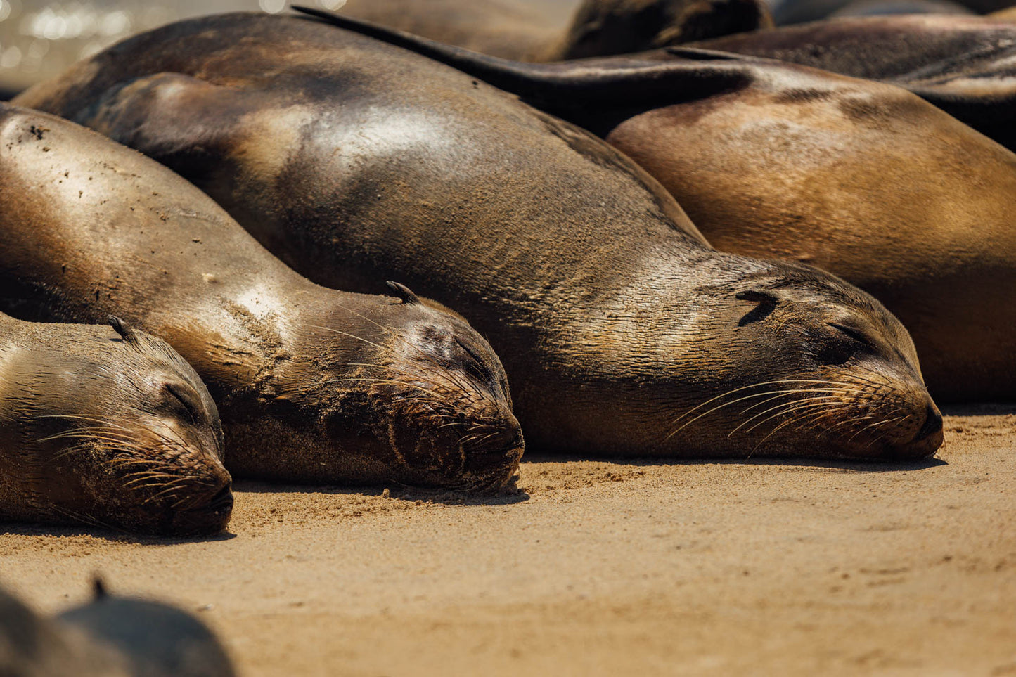 Galápagos: Nature & Luxury 2 (4 Noches)