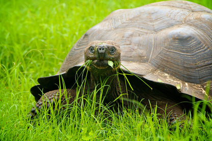 Galápagos: Nature & Luxury 3 (5 Noches)