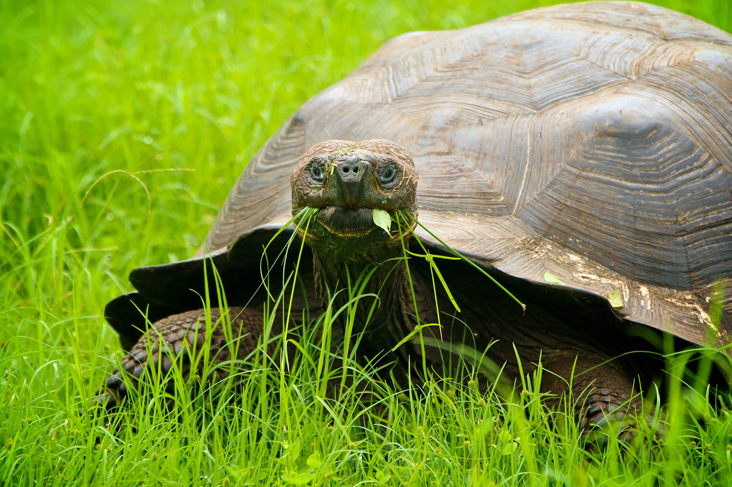 Galápagos: Nature & Luxury 5 (7 Noches)