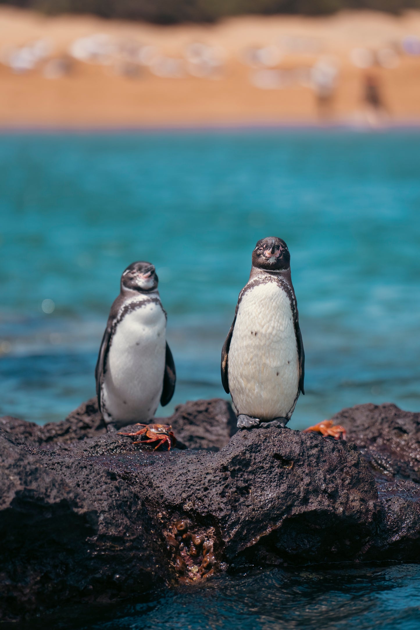 Galápagos: Nature & Luxury 5 (7 Noches)