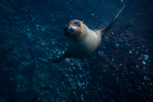 Galápagos: Nature & Luxury 4 (6 Noches)