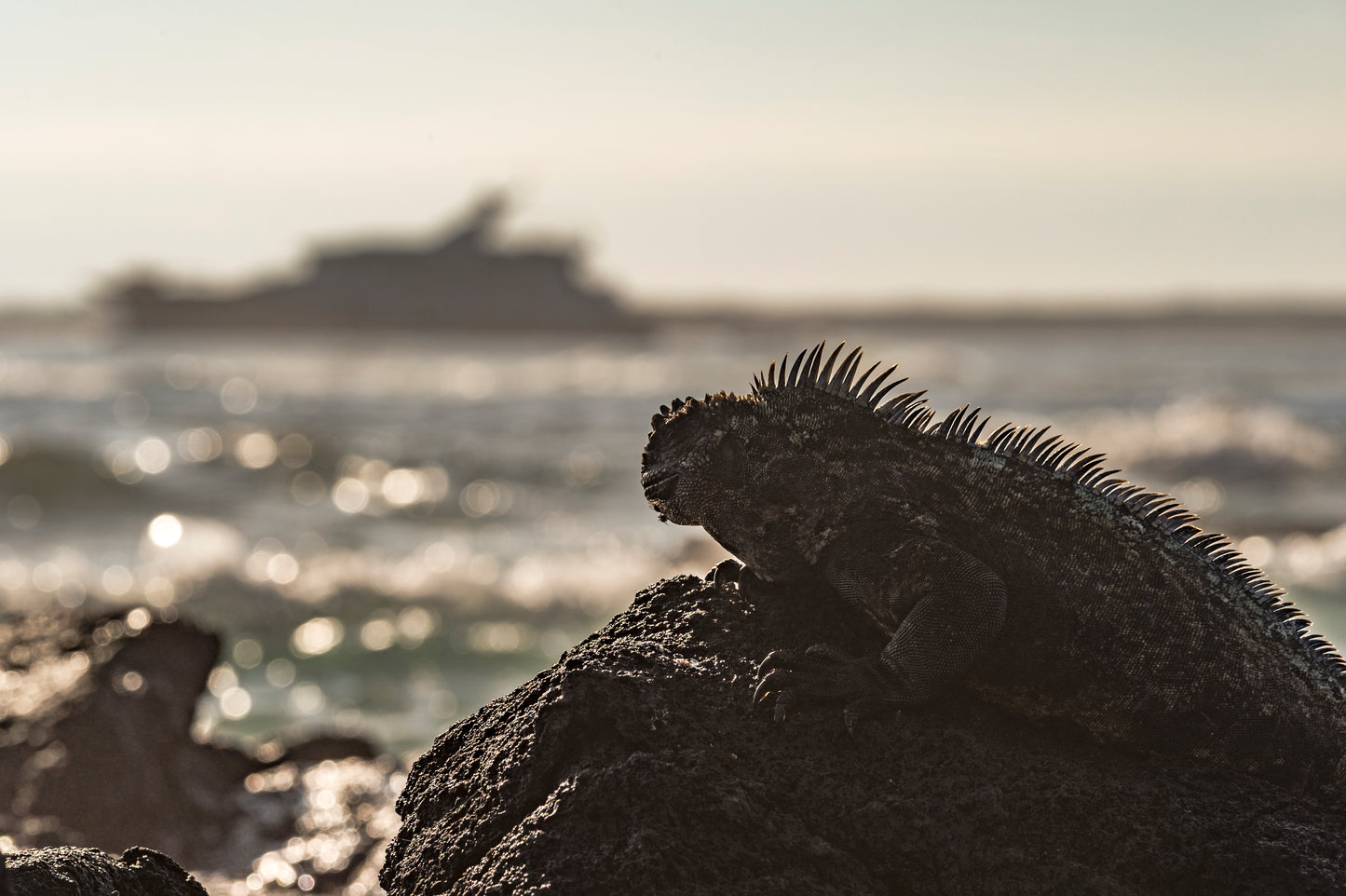 Islas Galápagos: Crucero Exclusivo I