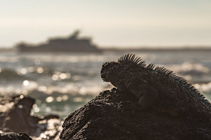 Islas Galápagos: Crucero Exclusivo II