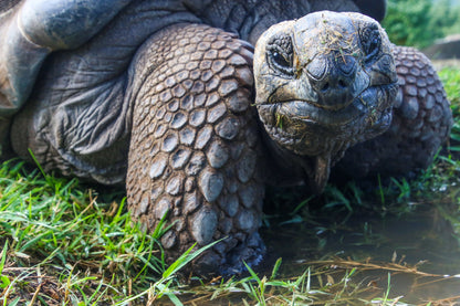 Islas Galápagos: Crucero Exclusivo II
