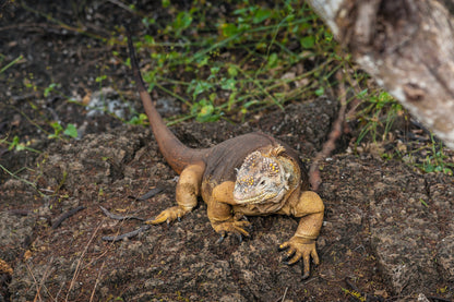 Islas Galápagos: Crucero Exclusivo I