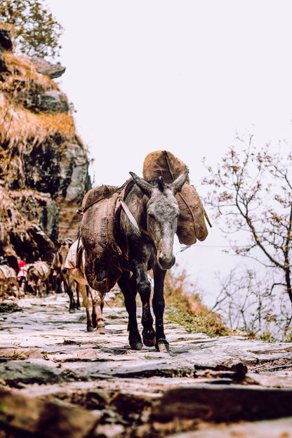 Lo Mejor de India - Nepal