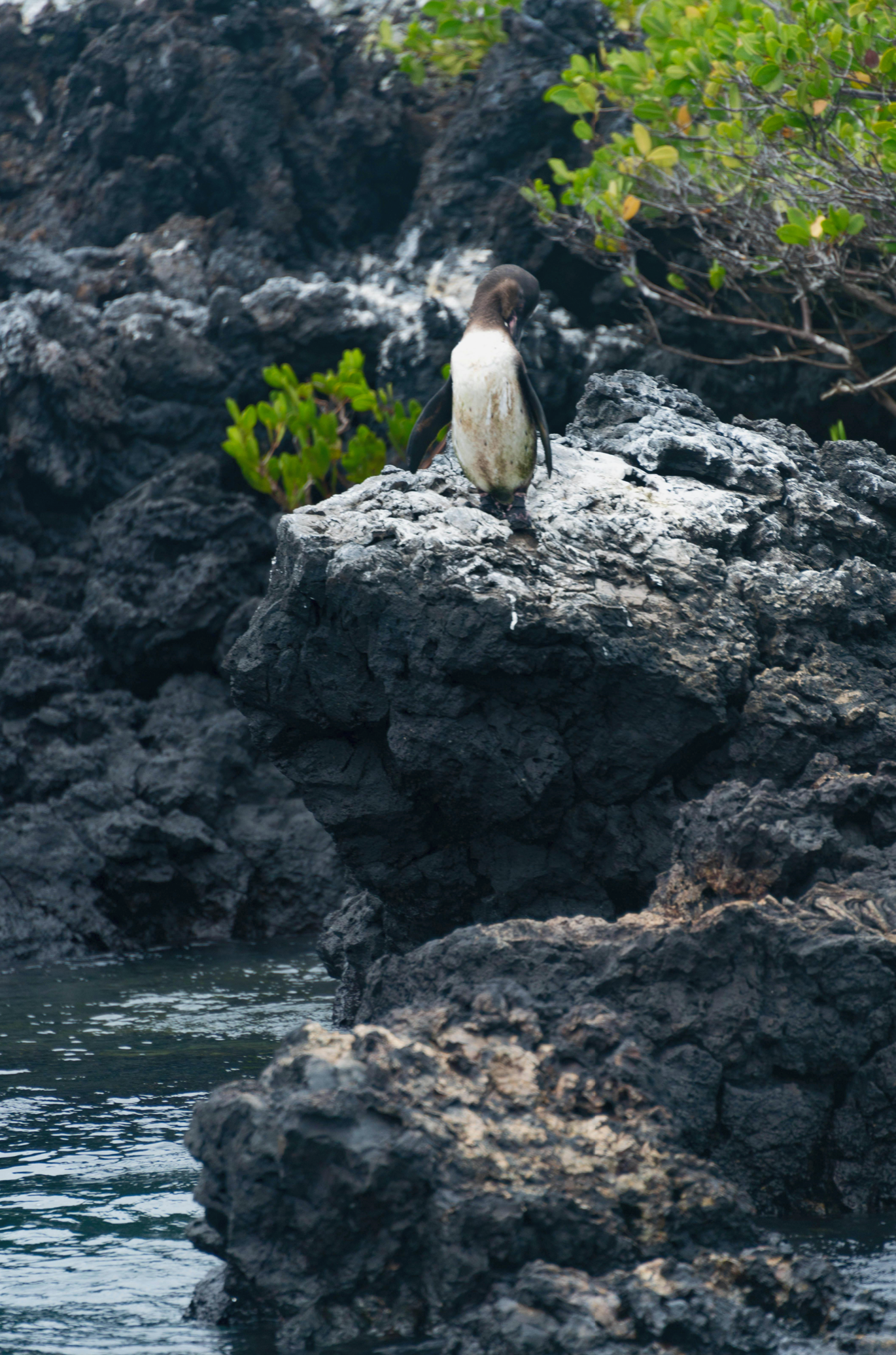 Galápagos: Nature & Luxury 5 (7 Noches)