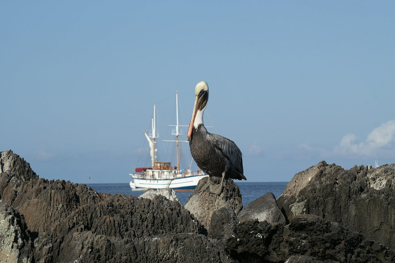 Cargar video: Book with us and enjoy exceptional cruises paired with the finest accommodations.