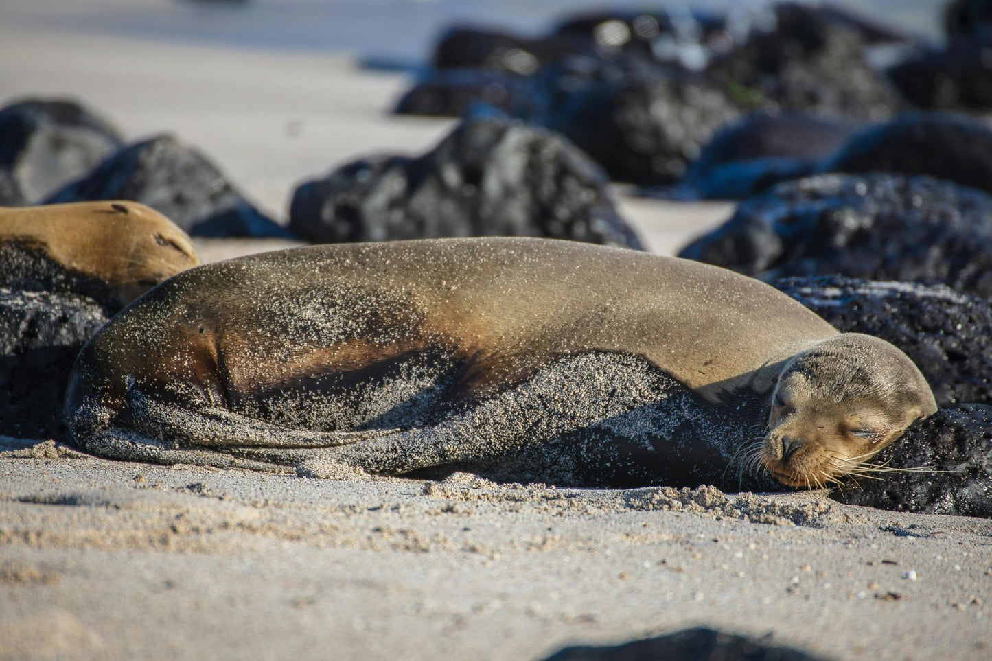 Galápagos: Nature & Luxury 2 (4 Noches)