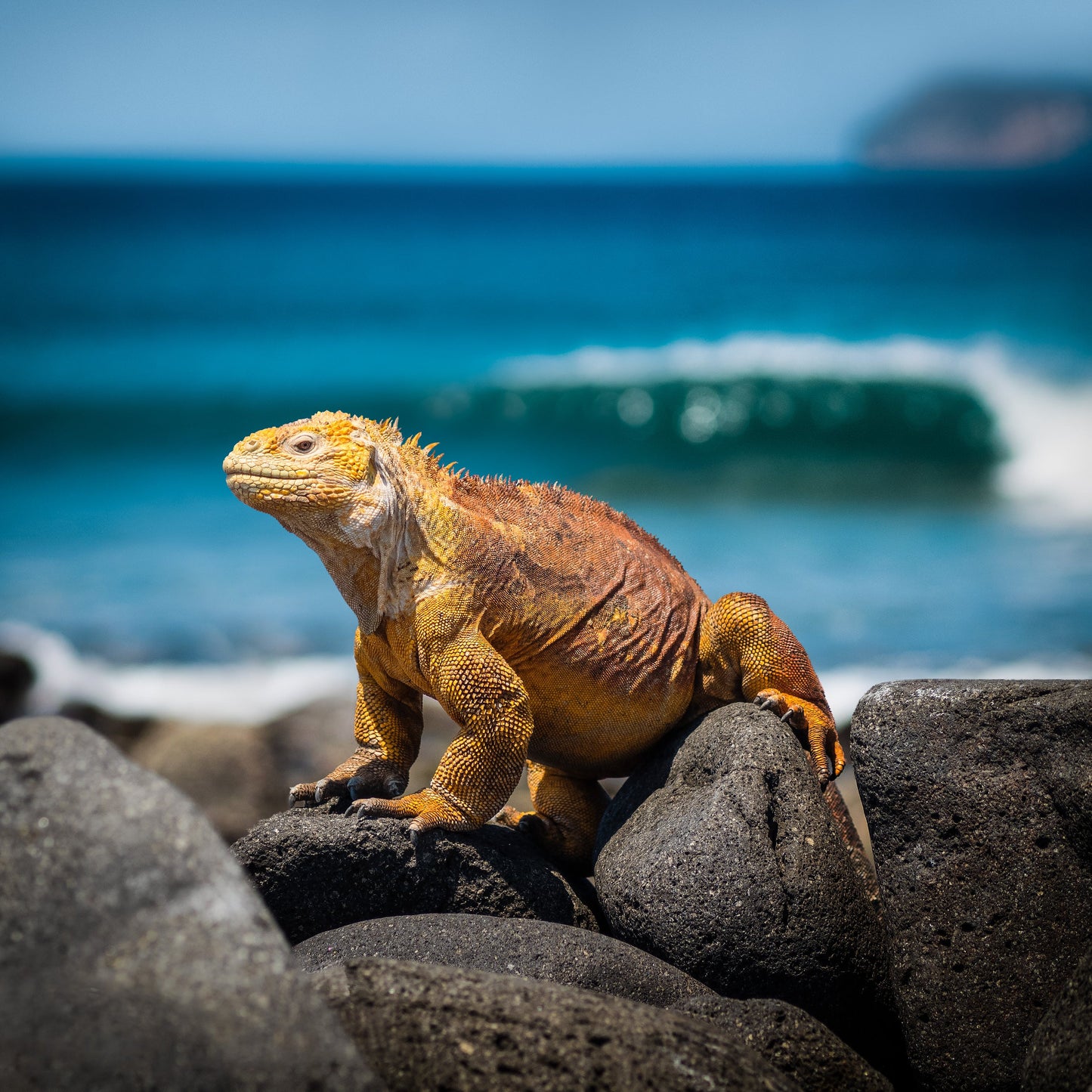Galápagos: Nature & Luxury 1   (3 Noches)