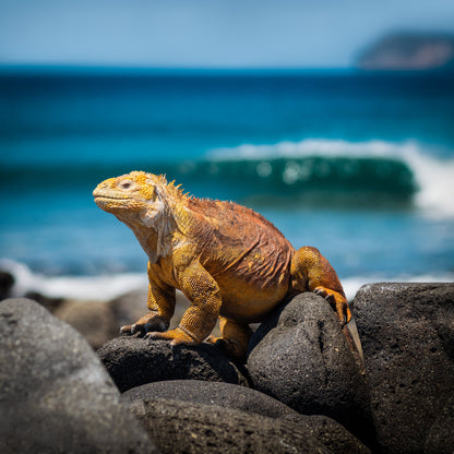 Galápagos: Nature & Luxury 1   (3 Noches)